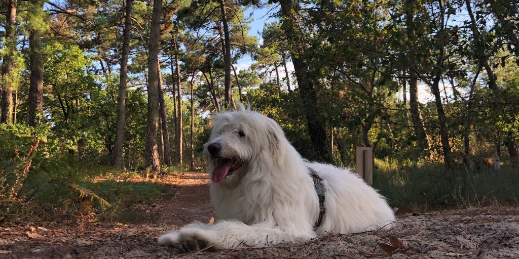 Que faire à montalivet avec son chien - toutourisme gironde