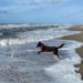 Miniature toutourisme gironde - emmener son chien sur la plage