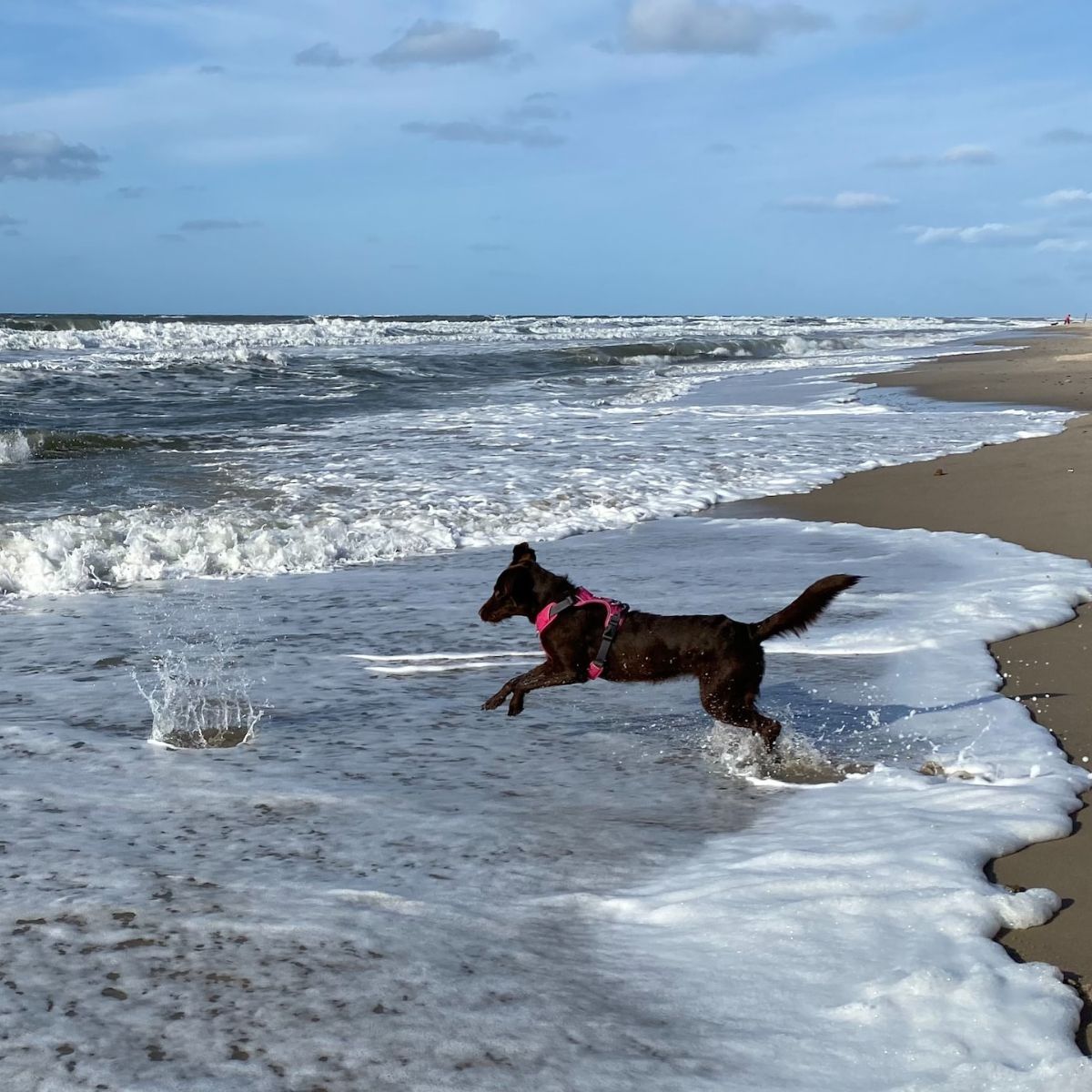 Miniature toutourisme gironde - emmener son chien sur la plage