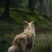 Période de chasse : se promener avec son chien - toutourisme Gironde