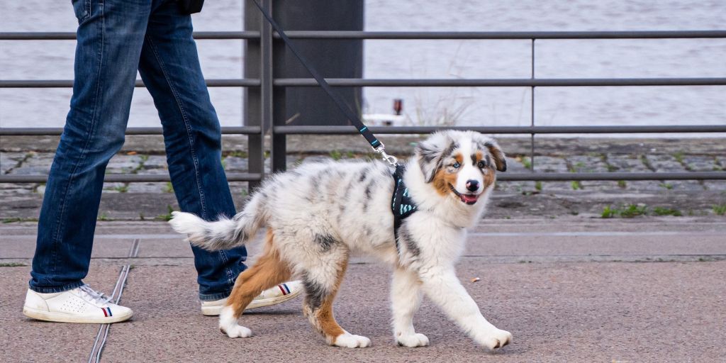 Bordeaux, une ville dogfriendly - Toutourisme Gironde