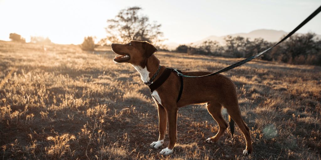 Les indispensables pour partir en balade avec son chien