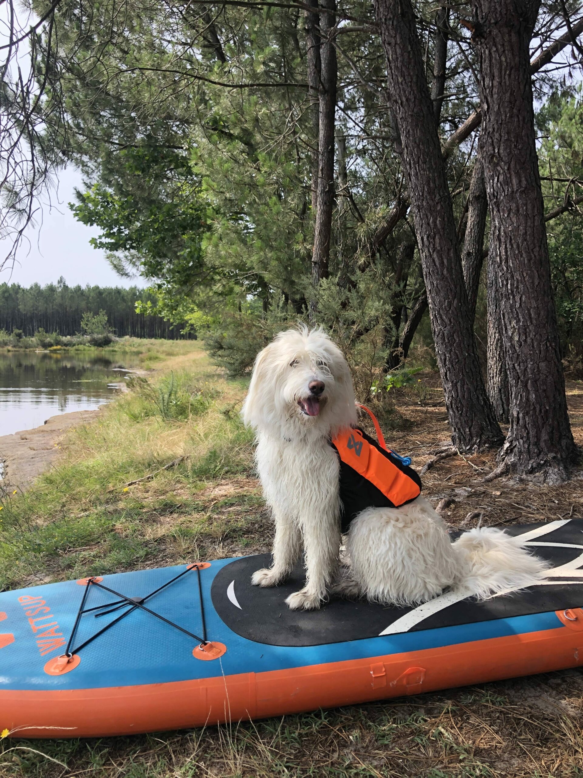 Scratch et son gilet de sauvetage pour chien Non-stop dogwear