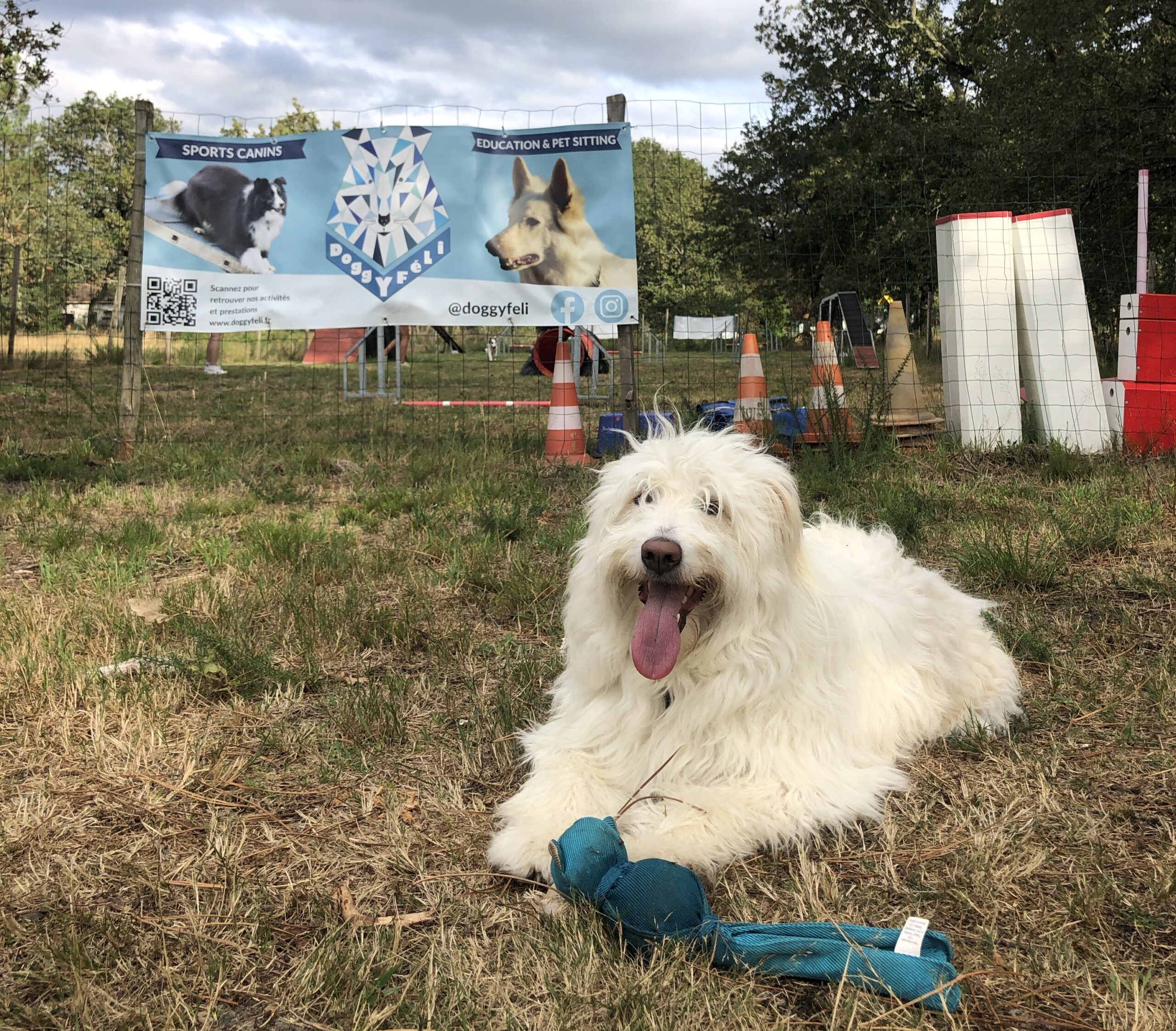 Agility chien - Doggyfeli