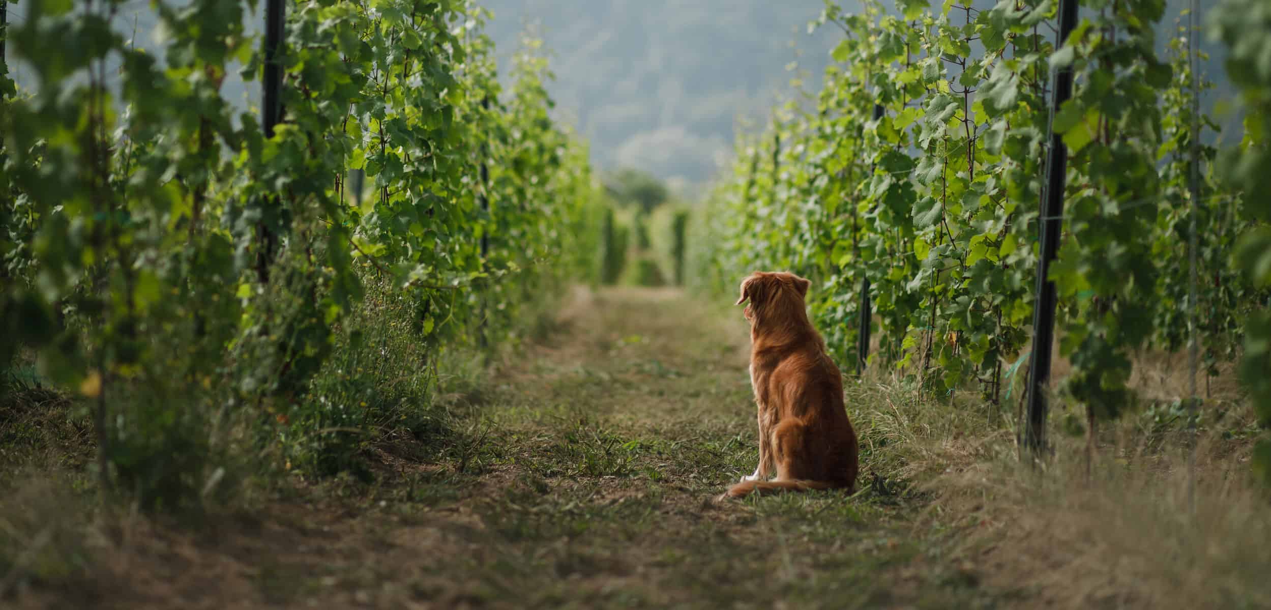 Chien dans des vignes