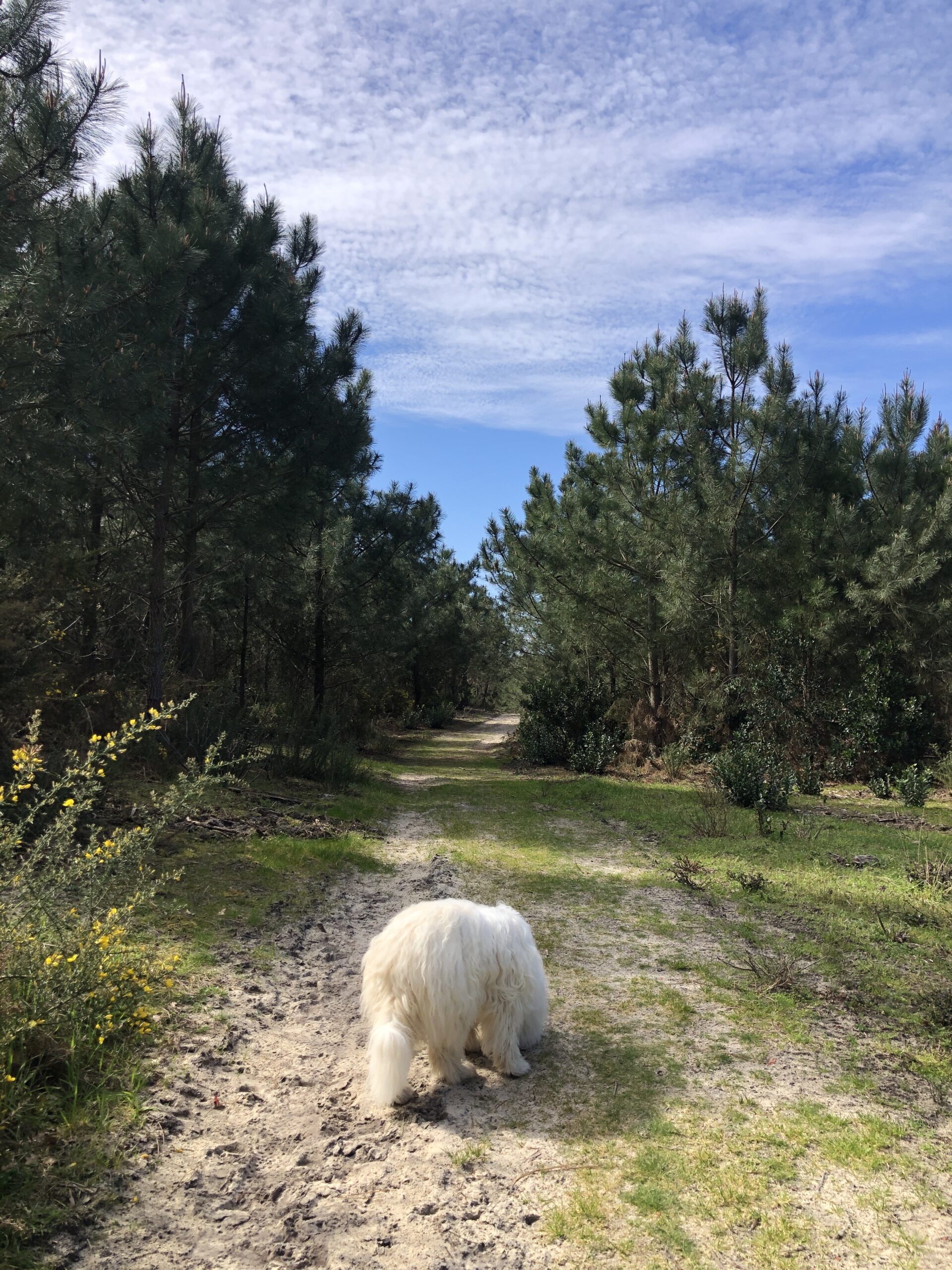 Forêt du Grand Piquey