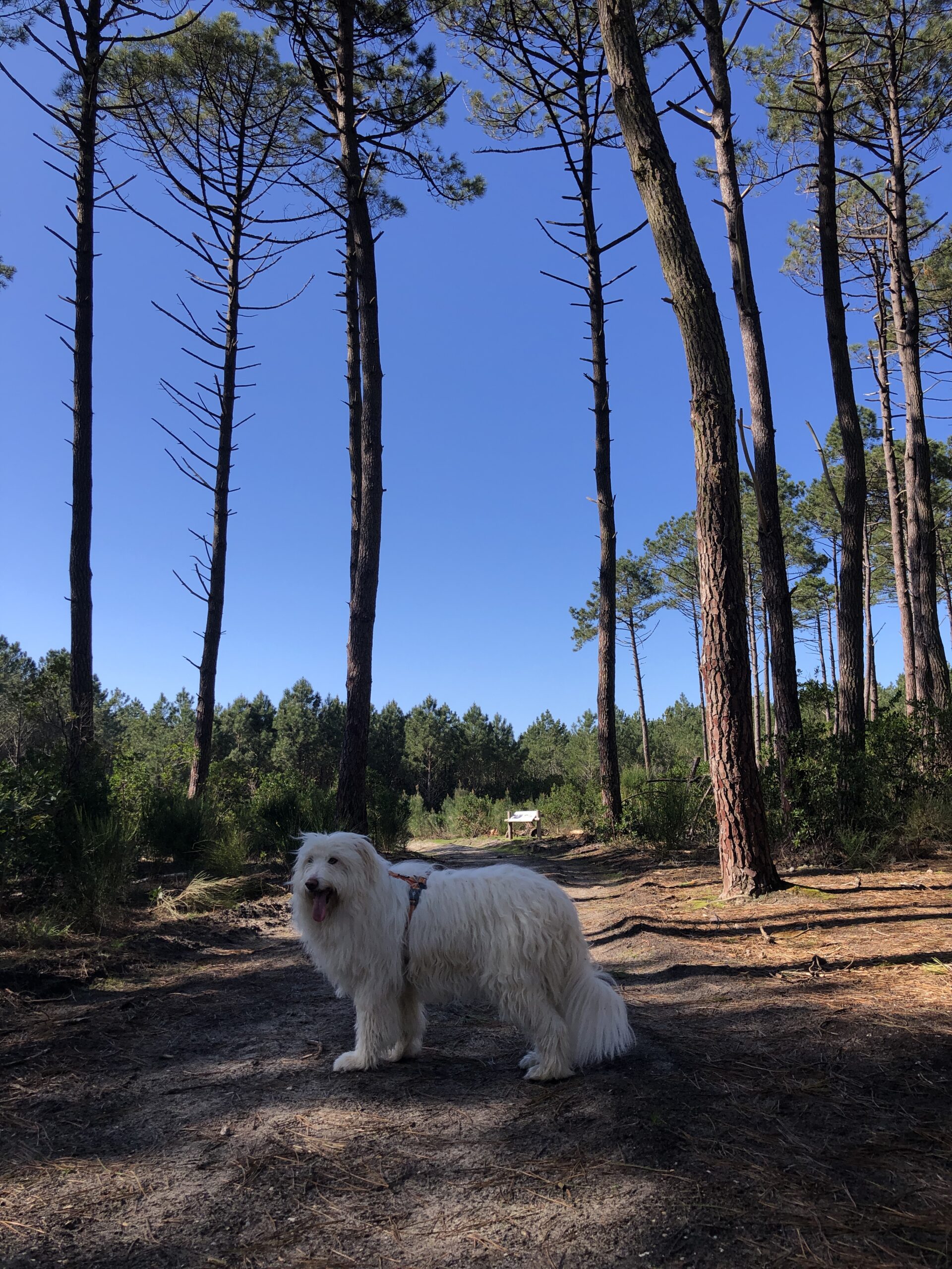 Forêt de Grand Piquey