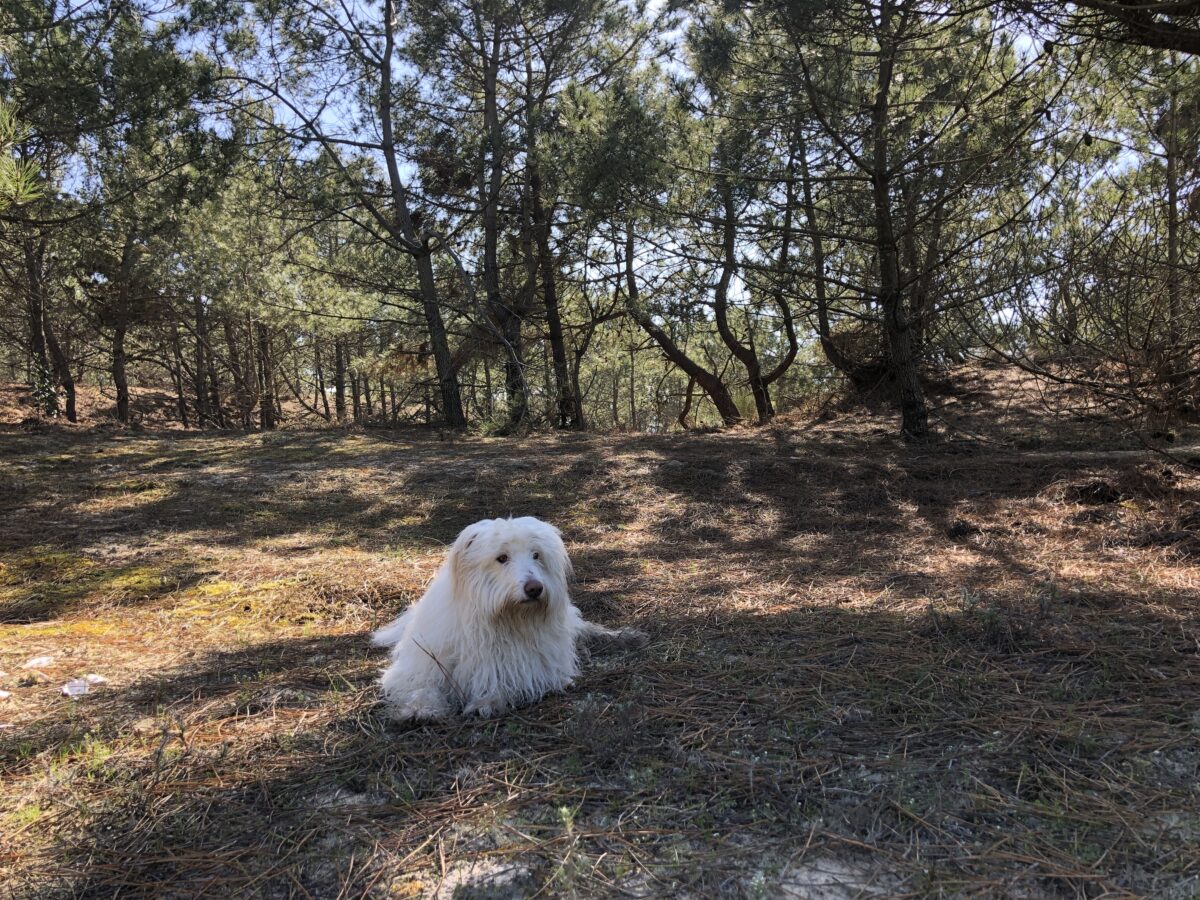 Randonnée au Cap Ferret avec son chien