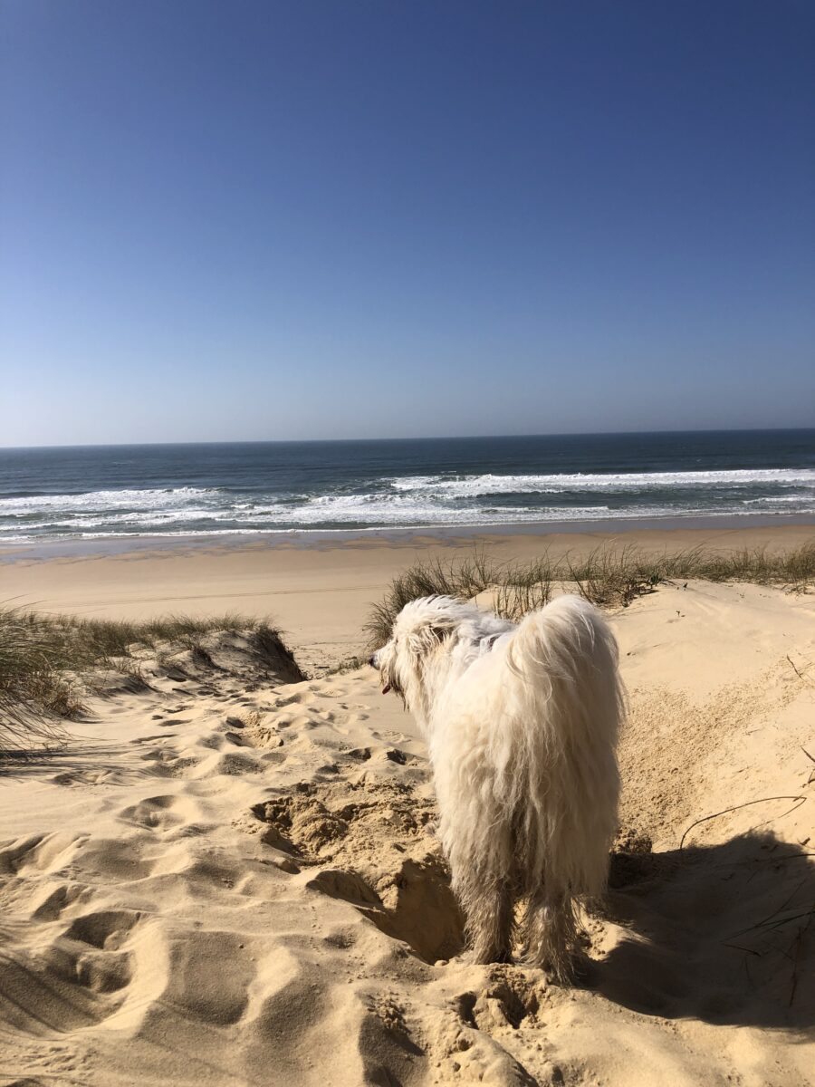 En haut de la dune blanche