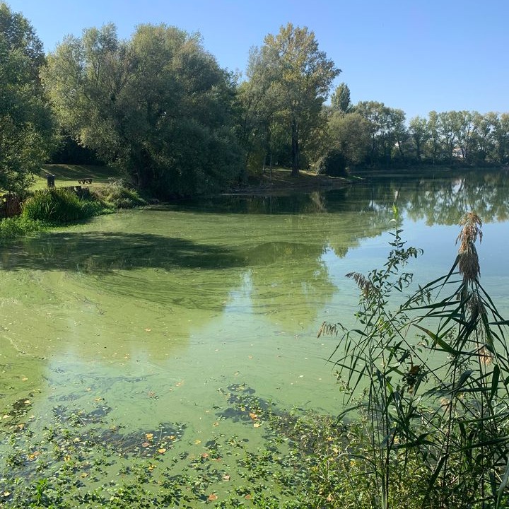 Cyanobactéries dans un lac. Source : Cyanobactéries Alerte