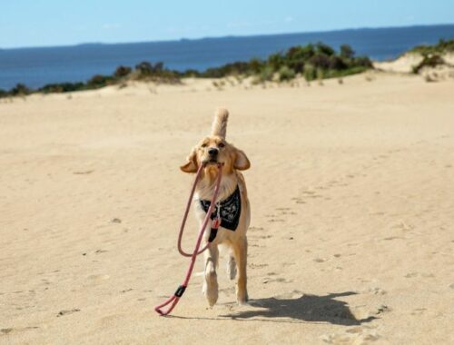 chiens autorisés sur les plages landes