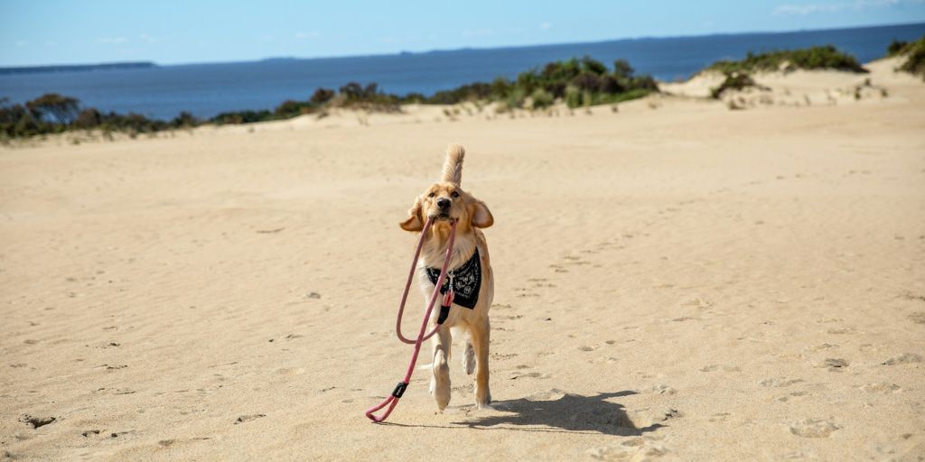 chiens autorisés sur les plages landes